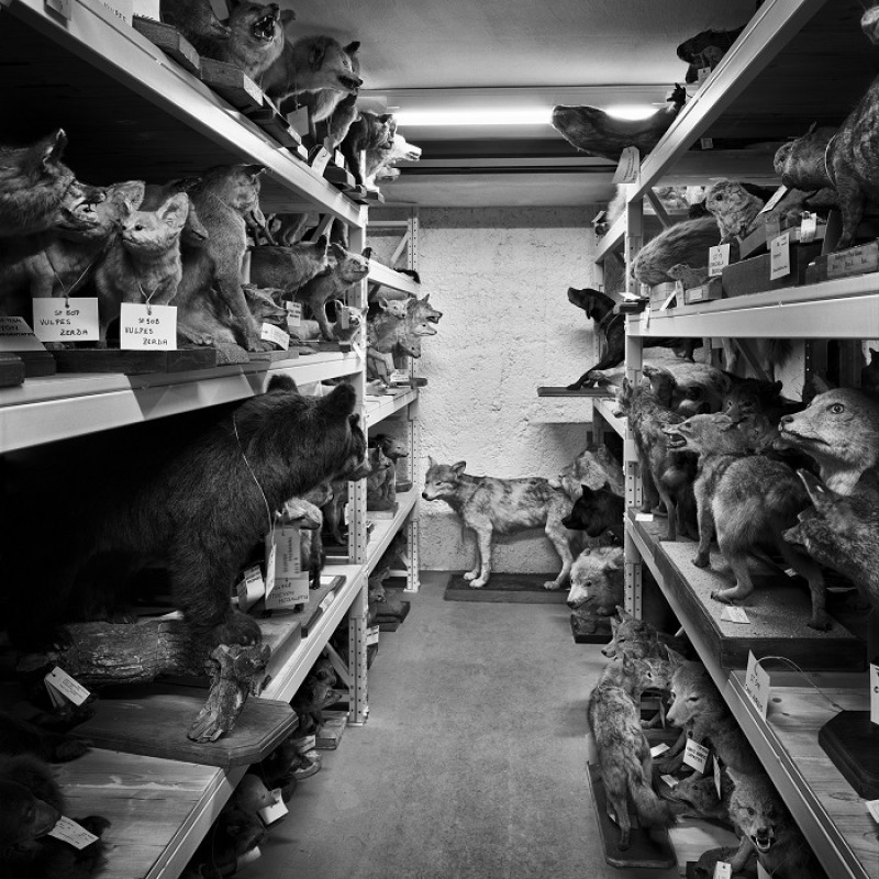Insides. Behind the scenes of the Natural History Museum Vienna ©Courtesy of the artist, Stefan Oláh