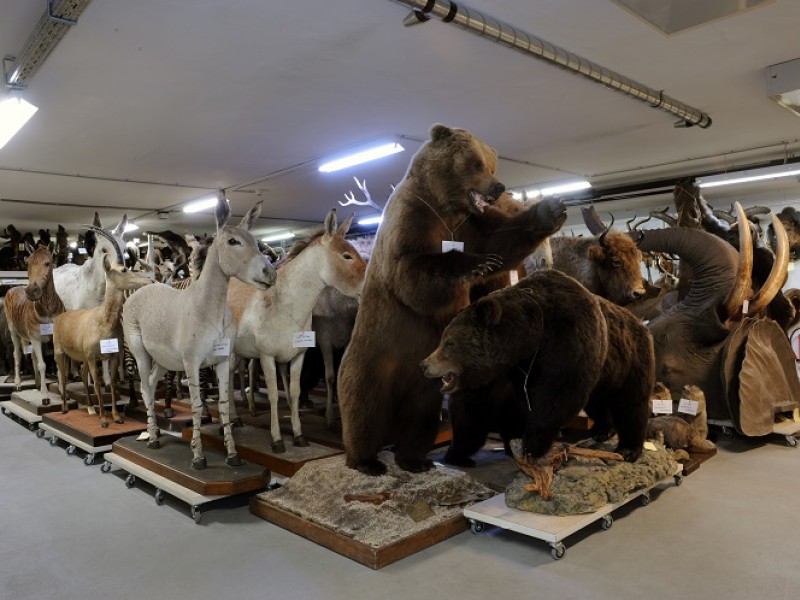 : Historical mounted specimens in our fully air-conditioned basement storage unit. (c) NHM Vienna, Alice Schumacher