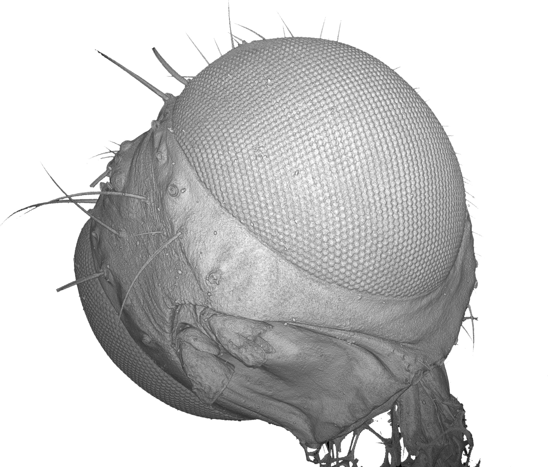 3D CT-reconstruction of an insect's head (Nyrmea kervillea) for investigation of the finest structures of microscopic biological samples. Normal scan (0.8 µm / 45 min): 3D CT-reconstruction of an insect's head (Nyrmea kervillea) for investigation of the finest structures of microscopic biological samples. Normal scan (0.8 µm / 45 min)