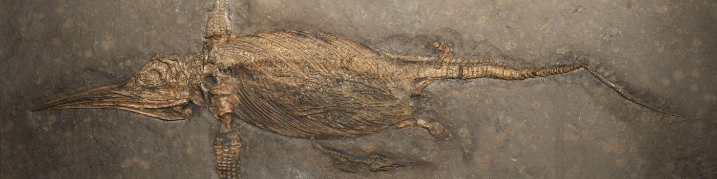 : Skelett von Fischsaurier Stenopterygius quadriscissus aus Zell bei Boll, früher Jura © NHM Wien, Alice Schumacher