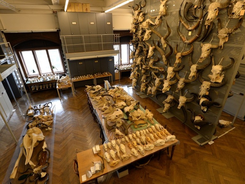 : Skulls in the mammal collection; (c) NHM Vienna, Alice Schumacher