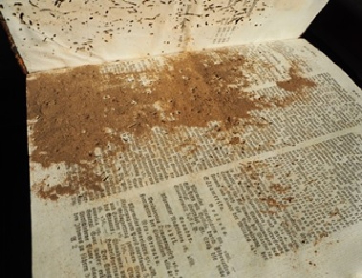 : Damage from biscuit beetles on a historic book