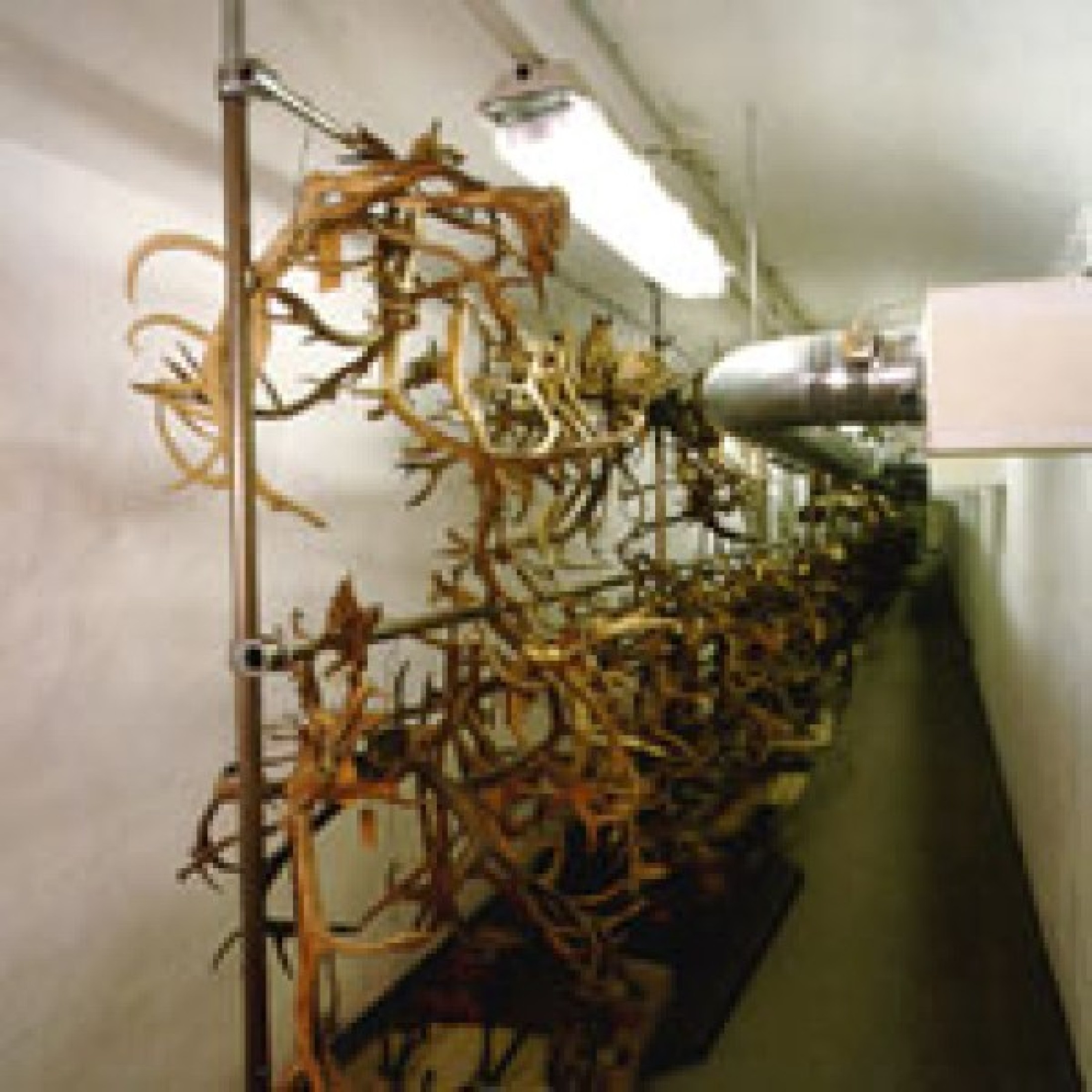 : Geweihsammlung.