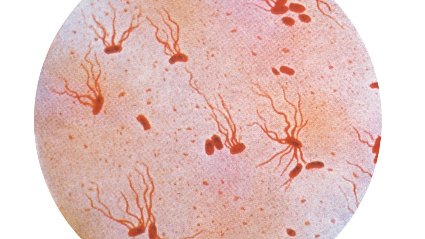Typhoid pathogen | © Public Health
                                 Library (PHIL)