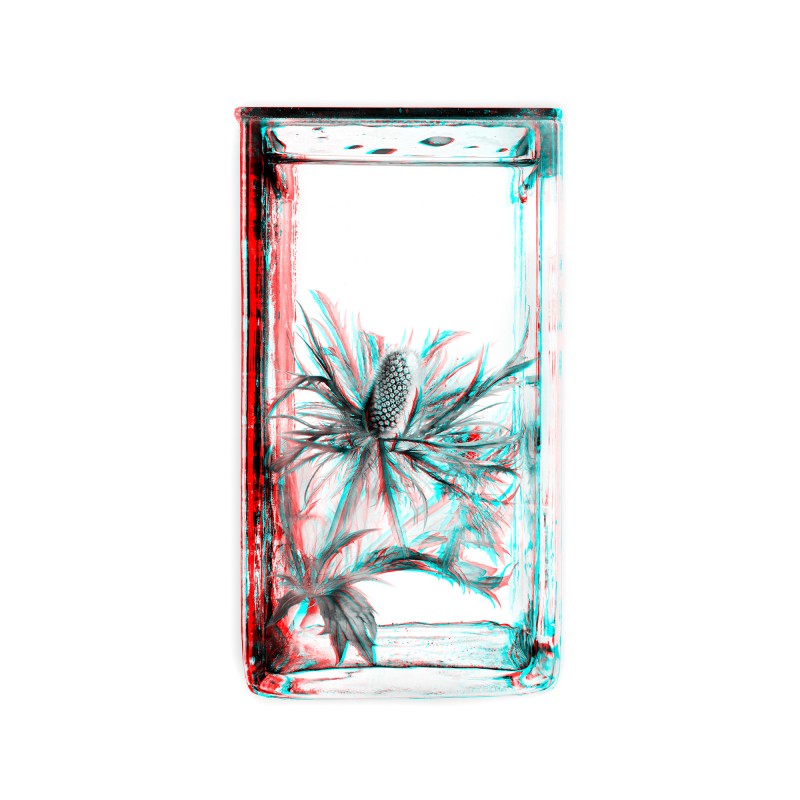 Two Views on Plants © Sebastian
                                 Cramer