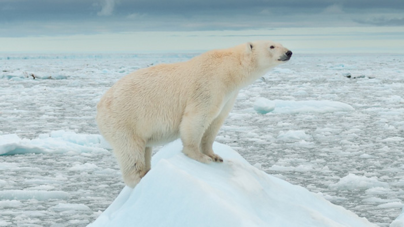 Der WWF will die
                                 weltweite Naturzerstörung stoppen und eine Zukunft gestalten, in der Mensch und Natur in Einklang miteinander leben.Eisbär;
                                 ©WWF; Richard Barret