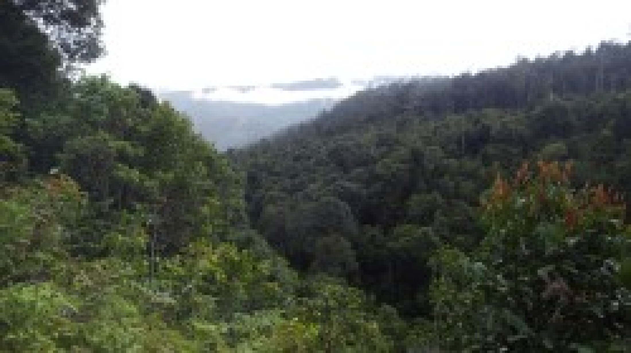 : West-Papua, Arfak Gebirge