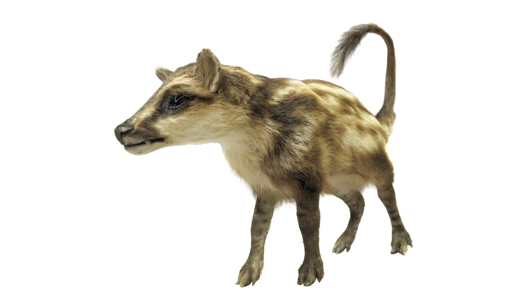 : Dwarfed mammal – Diacodexis, an early cloven-hoofed animal (55 million years old). © NHM Vienna, Alice Schuhmacher