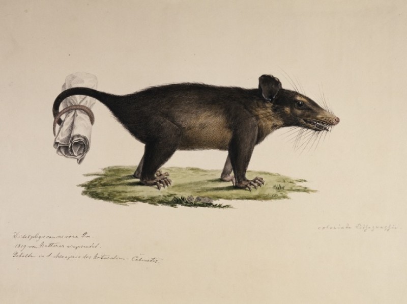 Michael Sandler, “Didelphis cancrivora“ (Opposum), colourized Lithograph, after 1819
