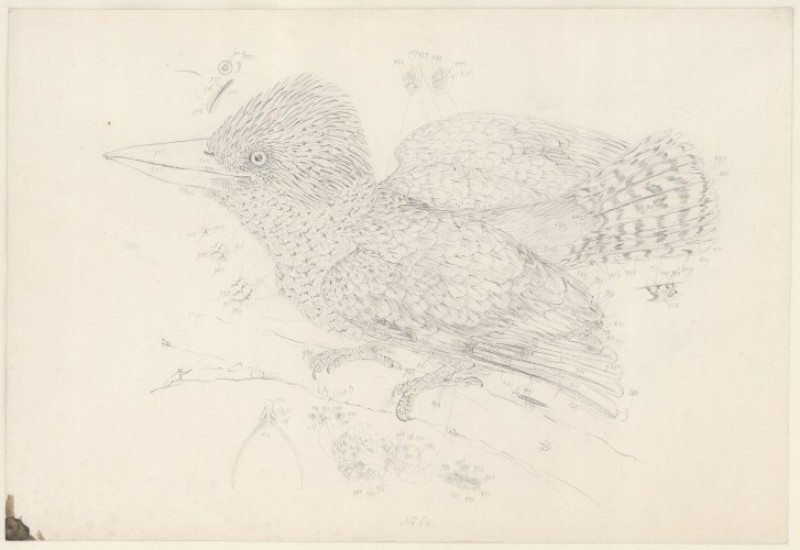 Kookaburra Zeichnung von Ferdinand Lukas Bauer während der Flinders Expedition nach Australien