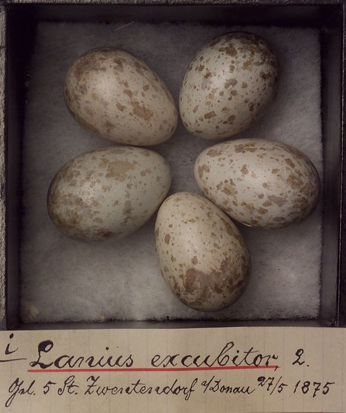 Clutch oft he Great Grey Shrike (Lanius excubitor) from Lower Austria (1875) with original label. Photo: A. Schumacher